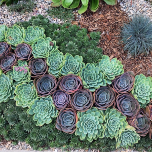This Laguna Beach Landscaper Is Making Masterpieces With Succulents